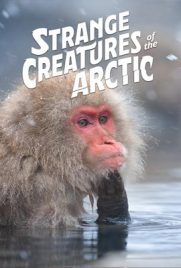 ดูหนัง Strange Creatures of the Arctic (2022) ซับไทย เต็มเรื่อง | Kodsanook