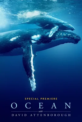 Ocean with David Attenborough - ดูหนังออนไลน์ Kodsanook